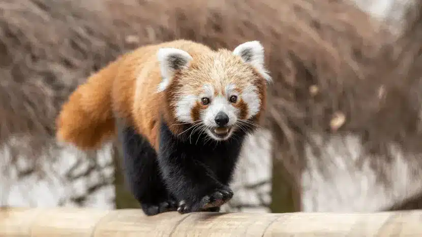 a red panda walking