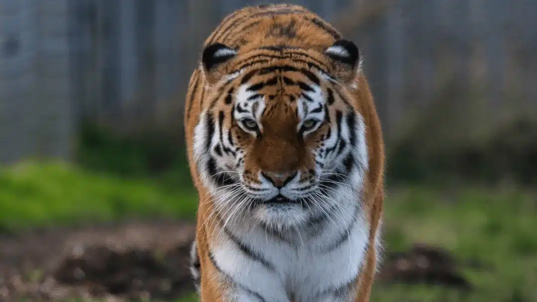 front facing picture of a tiger looking directly at the camera