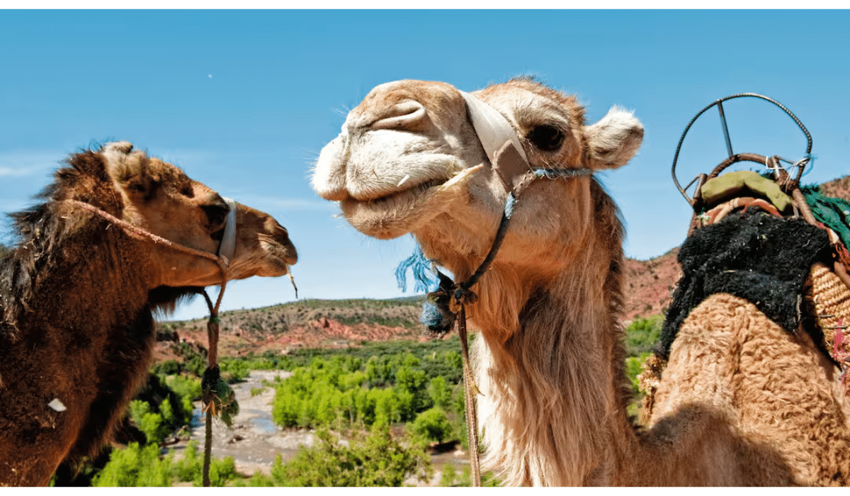camels in morocco