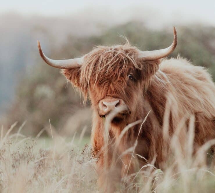 highland cow on a field