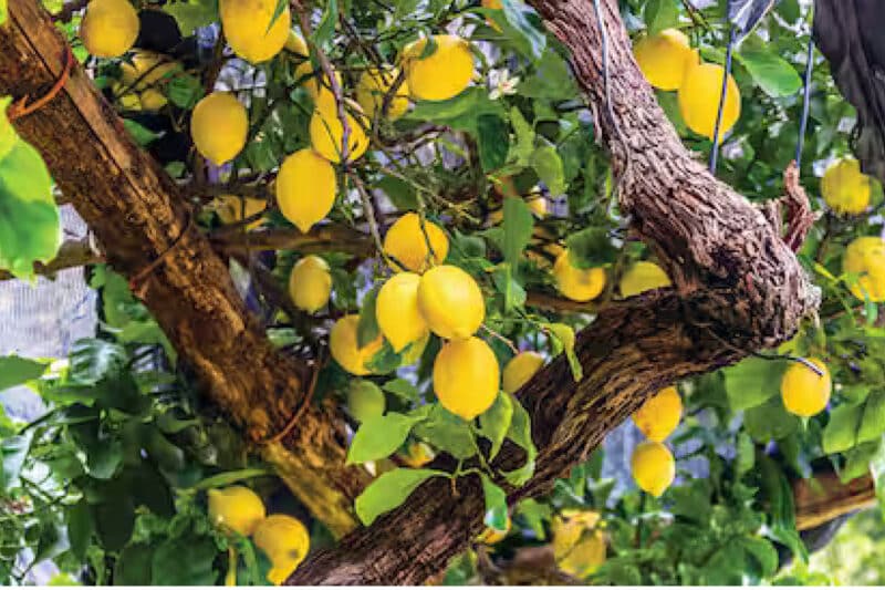 lemon trees