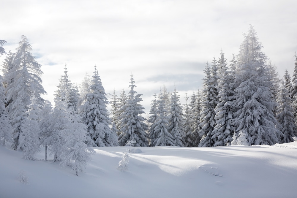 arctic snow