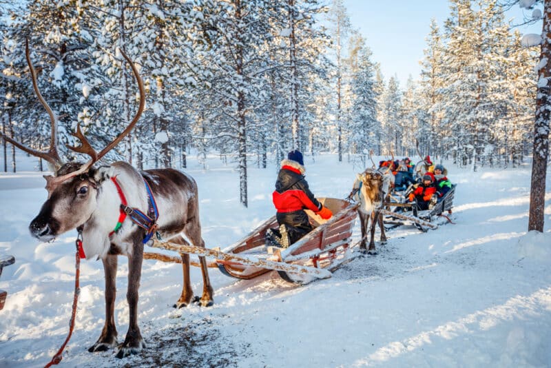 reindeer rides