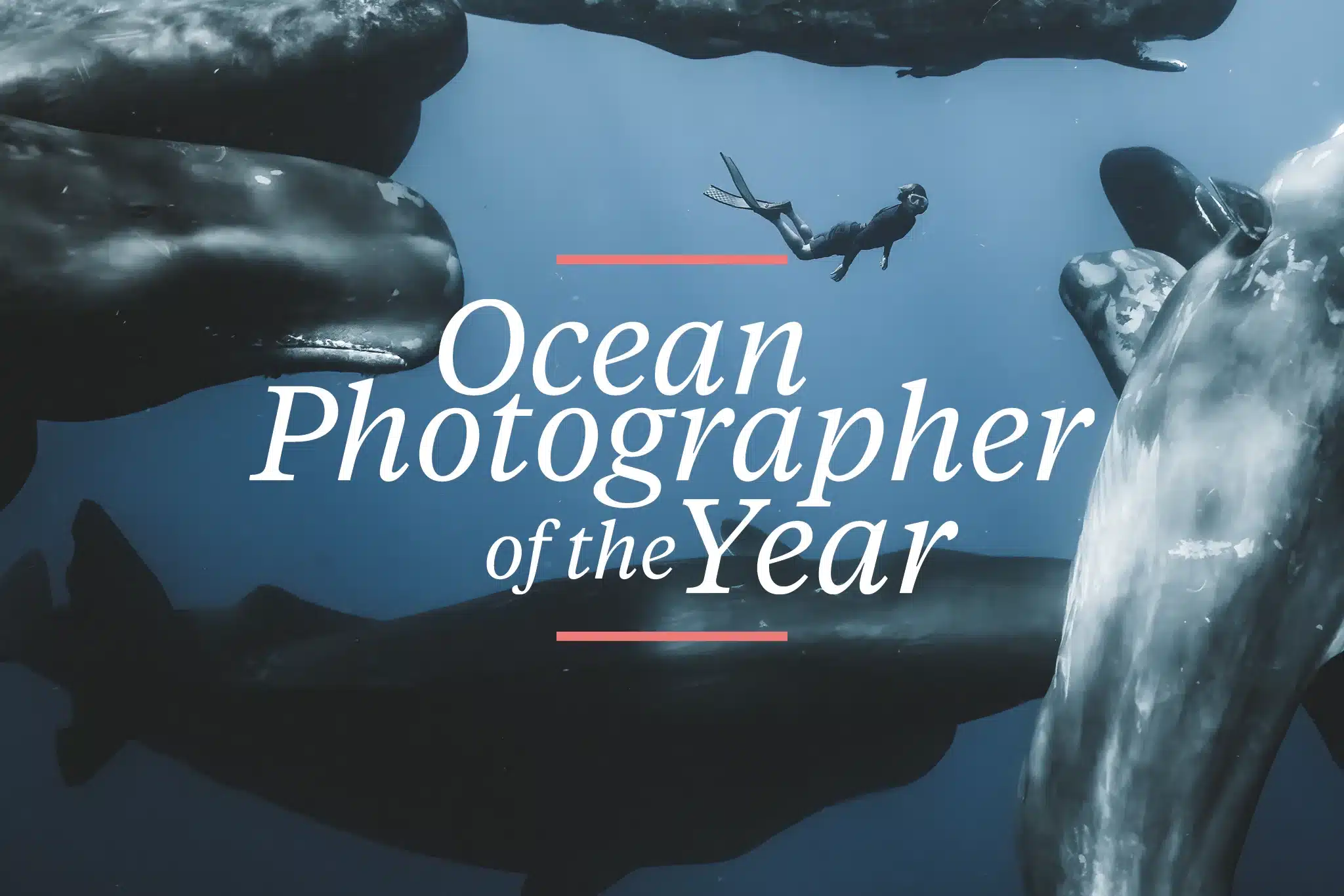 ocean photographer of the year