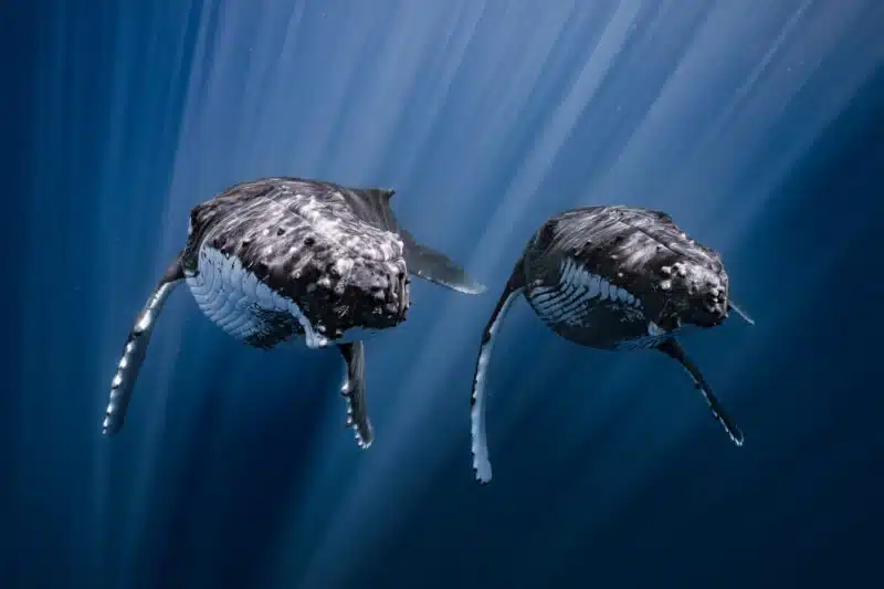 two whales