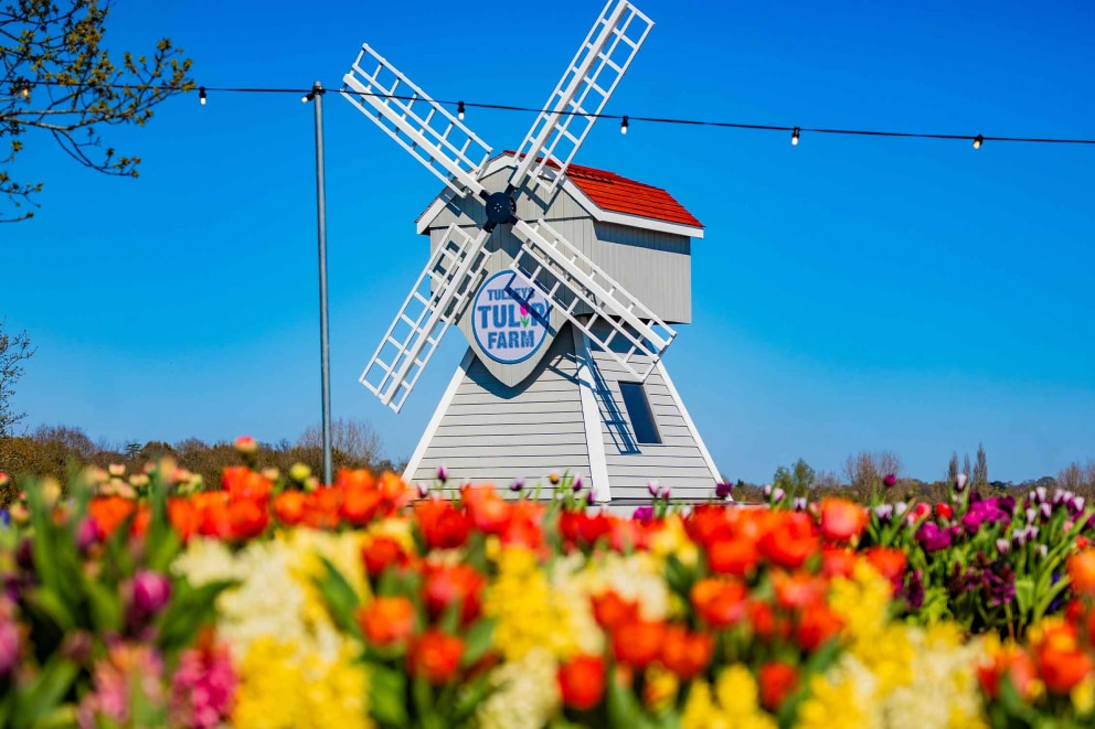 windmill 