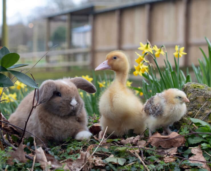 easter