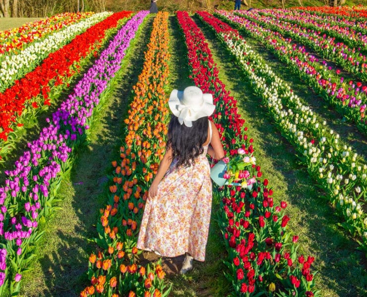 tulip farm