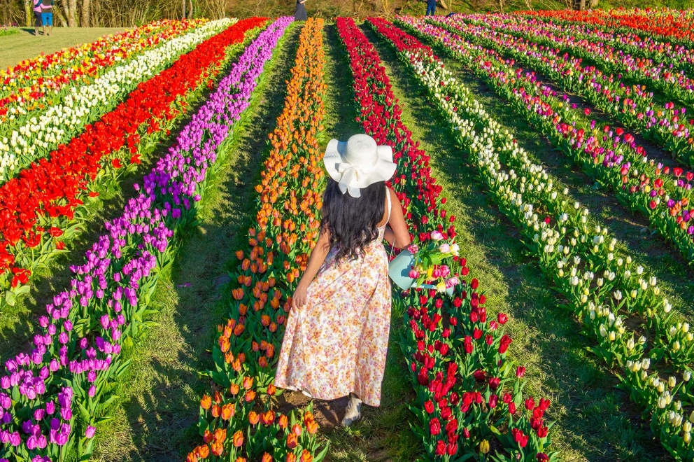 tulip farm