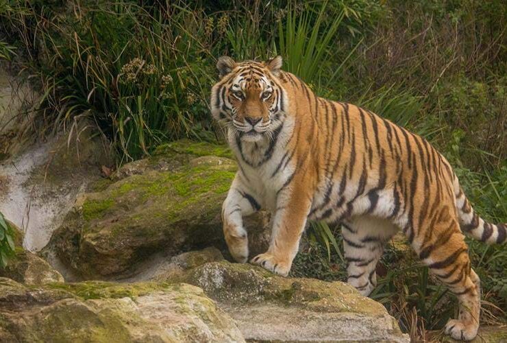 tiger