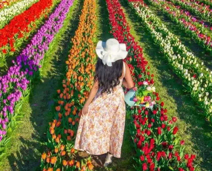 girl walking through tulip fields