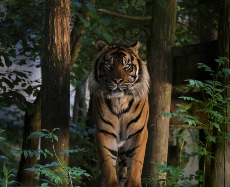 tiger