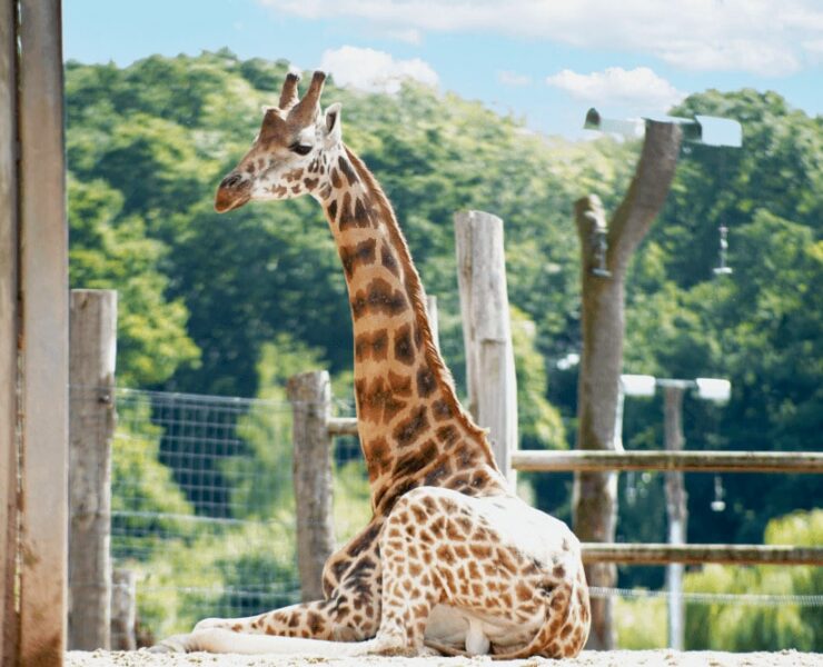 Marwell Zoo: Rothschild's Giraffe Exhibit Experience 2026