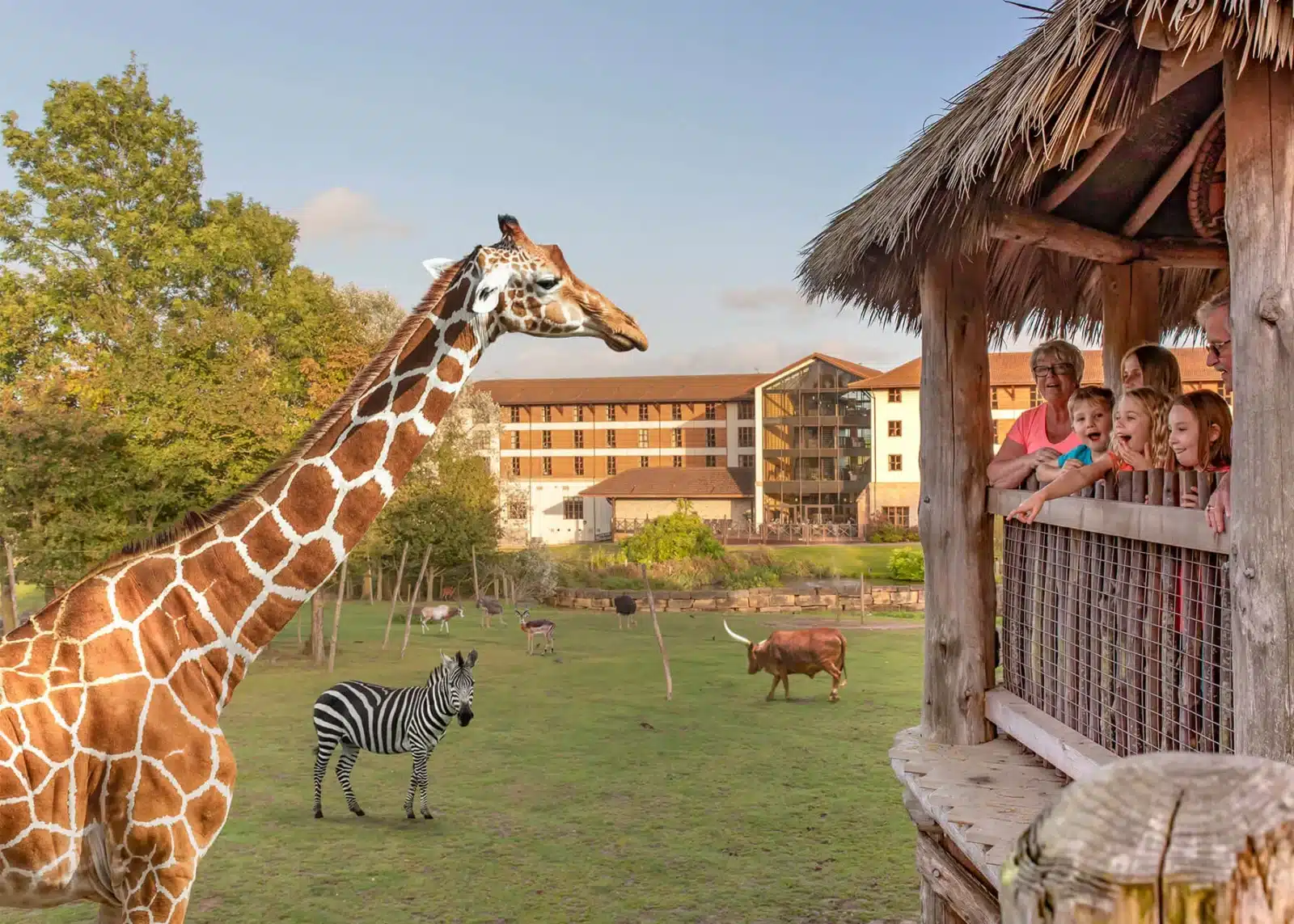 giraffe