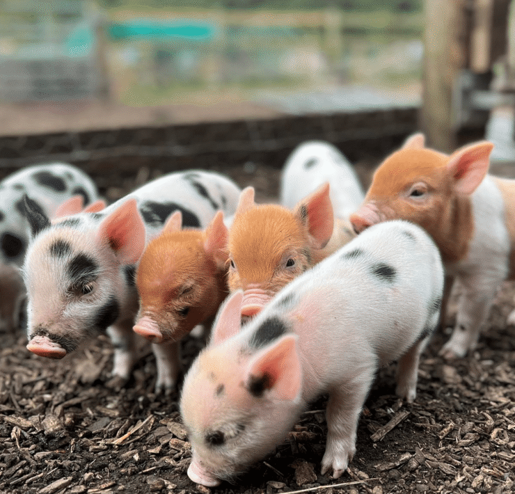 pigs
