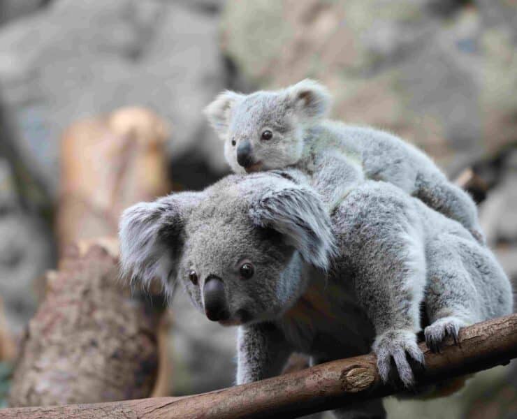 koalas