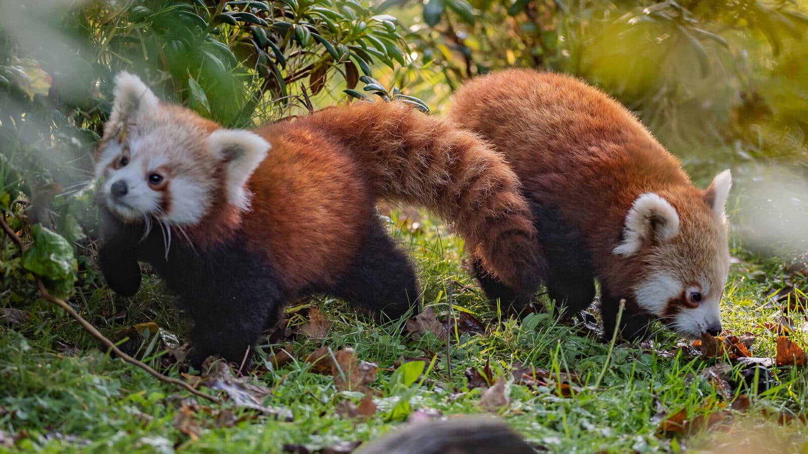 red panda