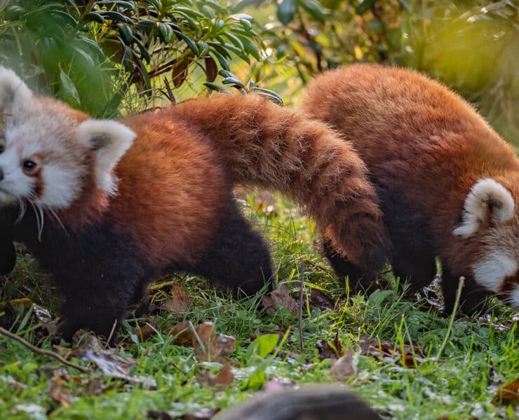 red panda