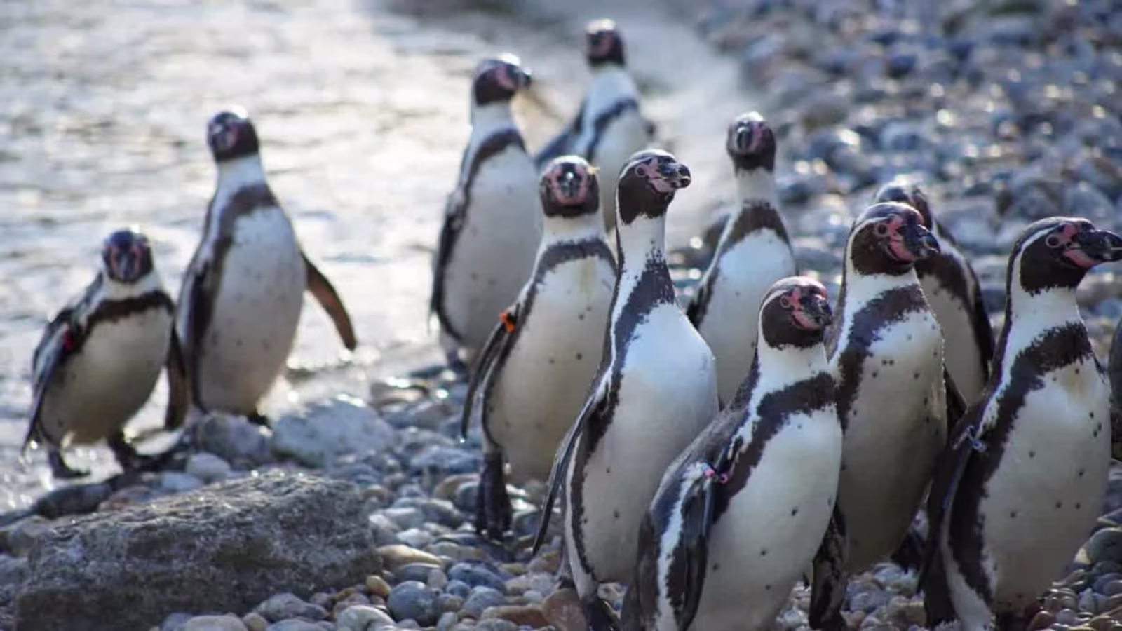 Unleash Your Inner Explorer at Marwell Zoo: Top Tips and Ranger Camp Fun for 2026!
