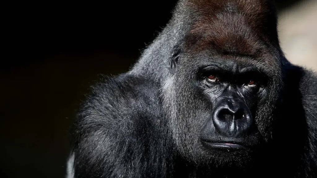Twycross Zoo Gorilla Takeover 2026: The Ultimate Family Adventure Awaits!