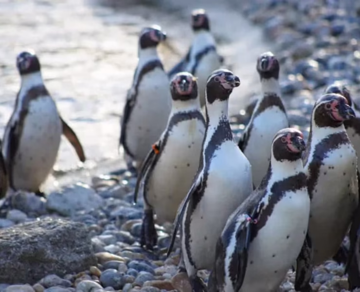 marwell zoo october half term - social preview image