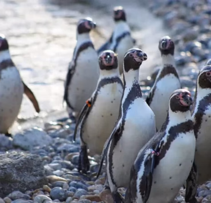 marwell zoo october half term - social preview image
