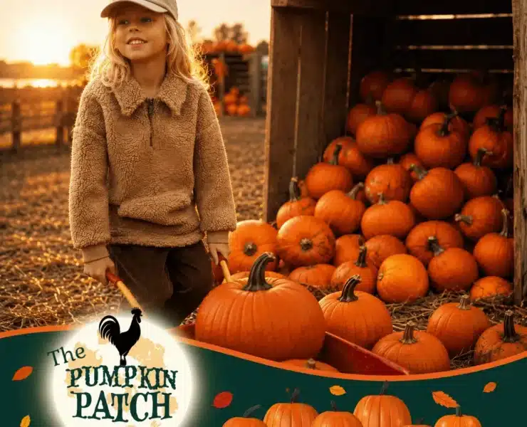 A child in a purple hat and wellies smiling and holding a small pumpkin in a pumpkin patch at Cockfields Farm Halloween.