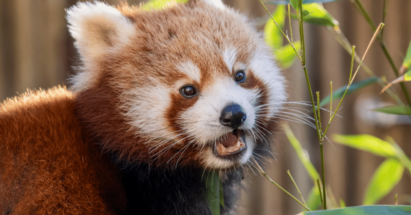 A close-up shot of a red panda with its mouth slightly open, positioned next to some bamboo leaves